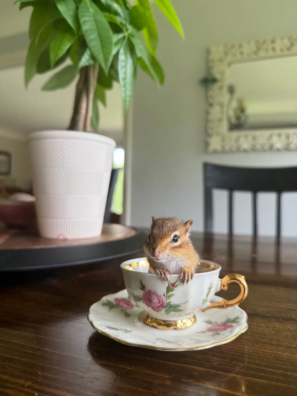 A picture of a young chipmunk in a tea cup.